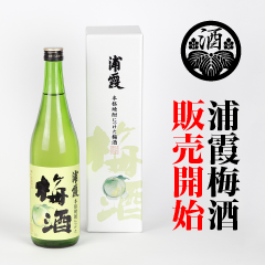 浦霞梅酒販売開始